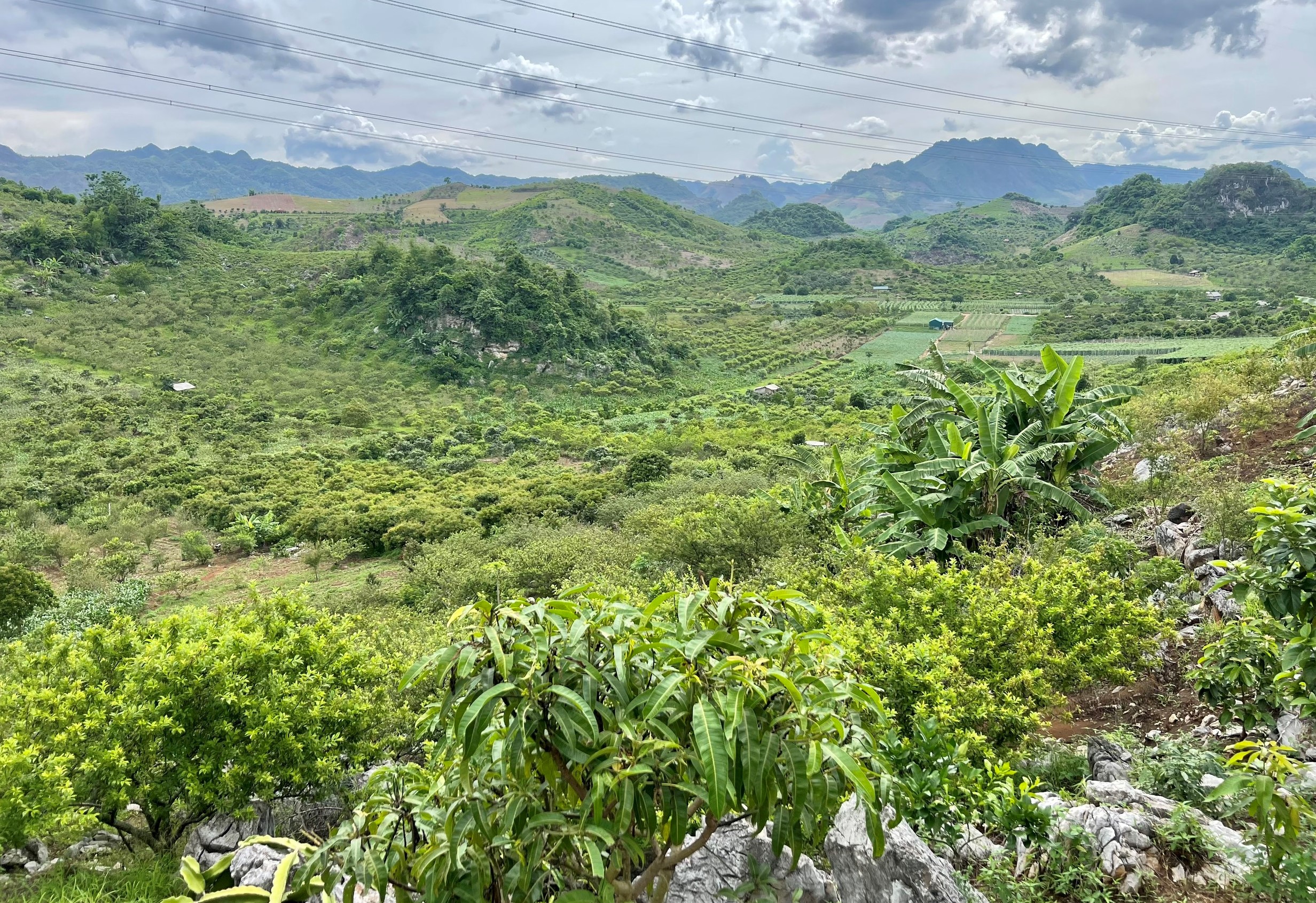 Chính chủ bán đất vườn có cây mận, view đẹp tại thị trấn Mộc Châu