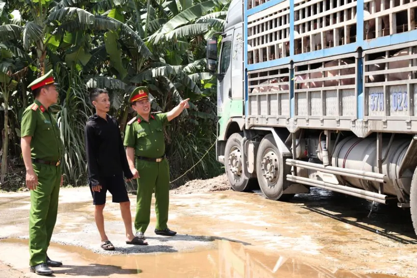Xe tải chở 18 tấn lợn mắc dịch tả lợn châu Phi đi tiêu thụ