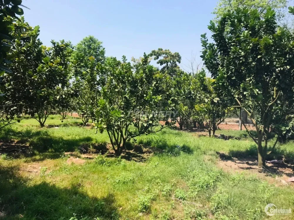 Đất vườn Bình Phước, ngay sát kcn Tân hưng, 2.000m2 (150 triệu/sào)