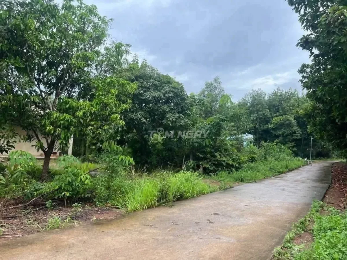 Đất vườn Bình Phước 1.550m² chính chủ cần bán giá 190 triệu