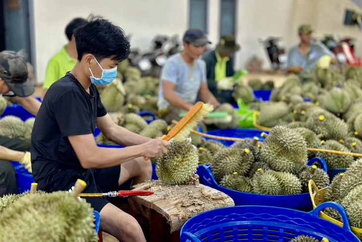 30 lô hàng sầu riêng Việt Nam xuất khẩu sang Trung Quốc nhiễm cadimi vượt ngưỡng