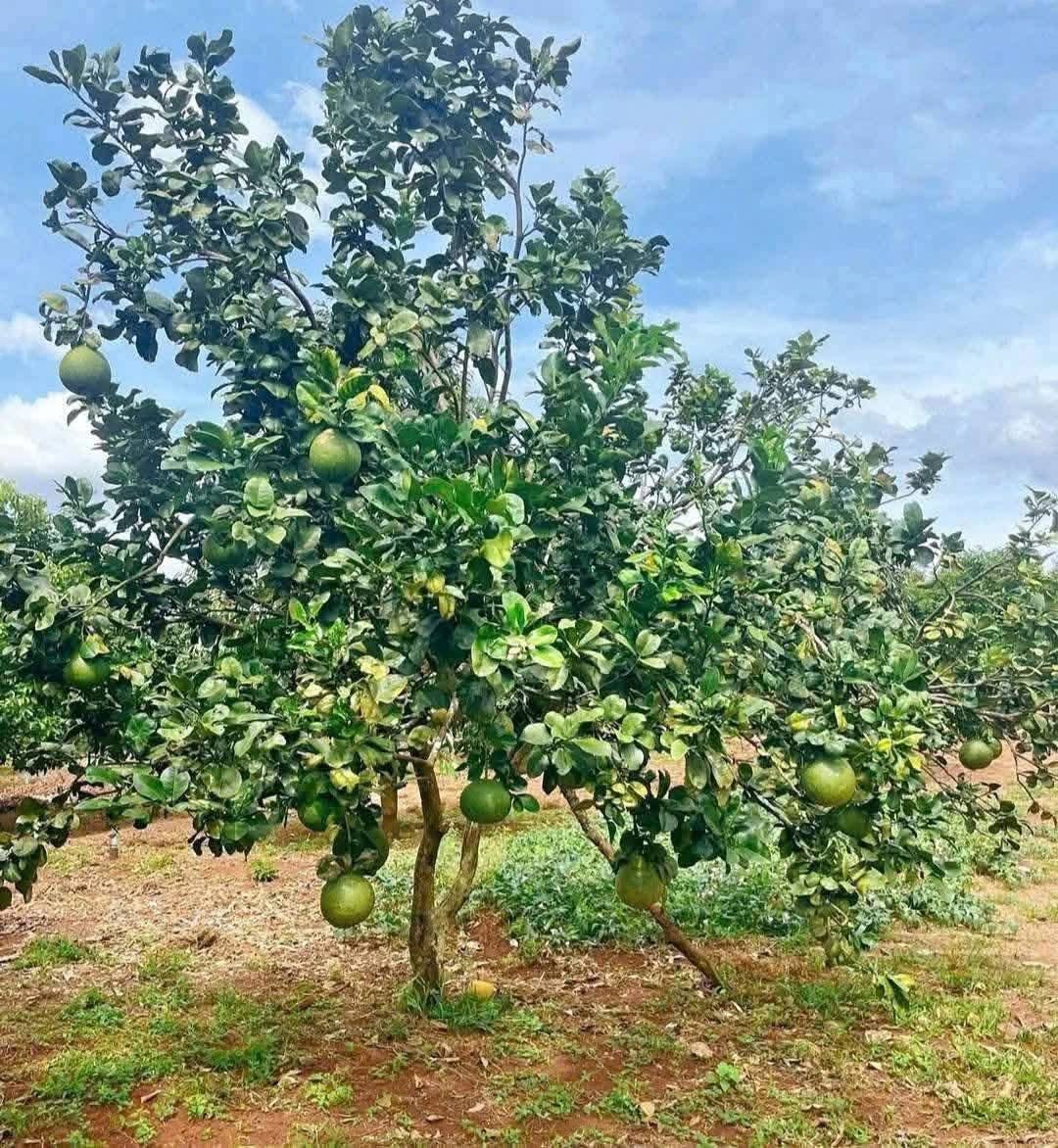 Bán lỗ đất vườn Bình Phước, mặt tiền 42m, dân đông, cạnh kcn lớn